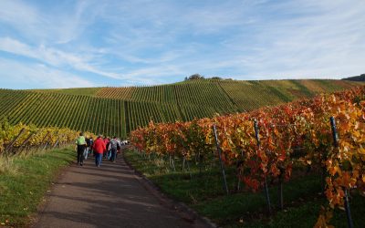 Sonniger Wandertag zwischen den Reben am 20. Oktober 2019