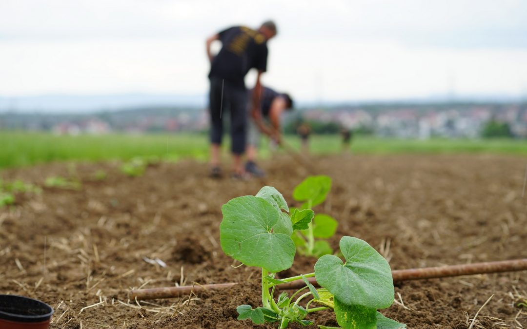 Kürbis-Pflanzaktion im Juni 2021