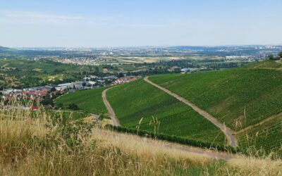 Kultur und Wein – Vereinswanderung nach Strümpfelbach
